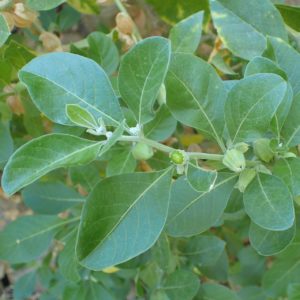 Ashwagandha leaves