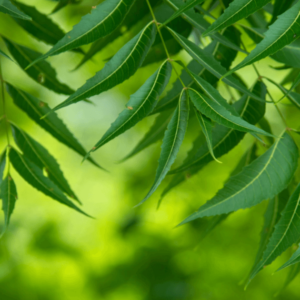 NEEM LEAVES