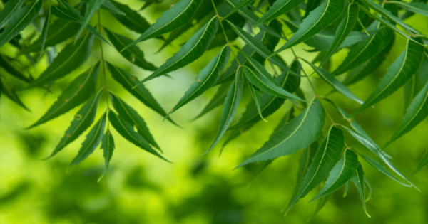 NEEM LEAVES