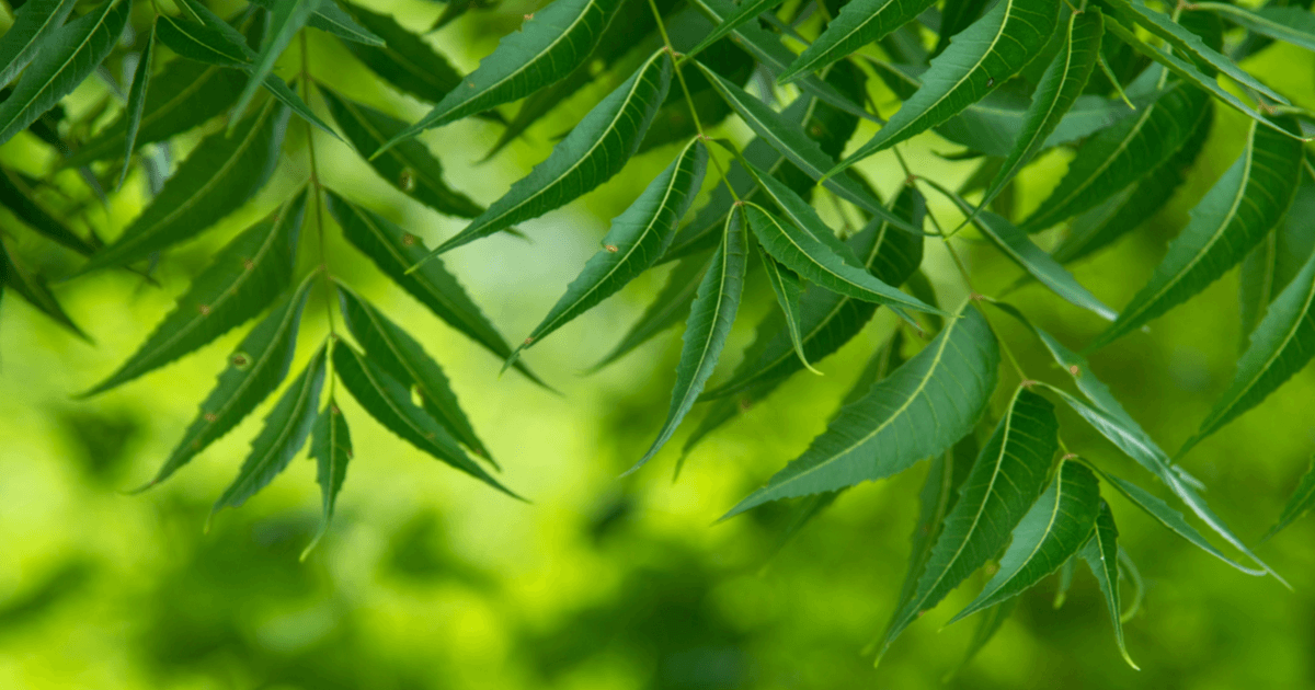 NEEM LEAVES