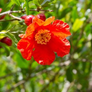 pomegranate flower