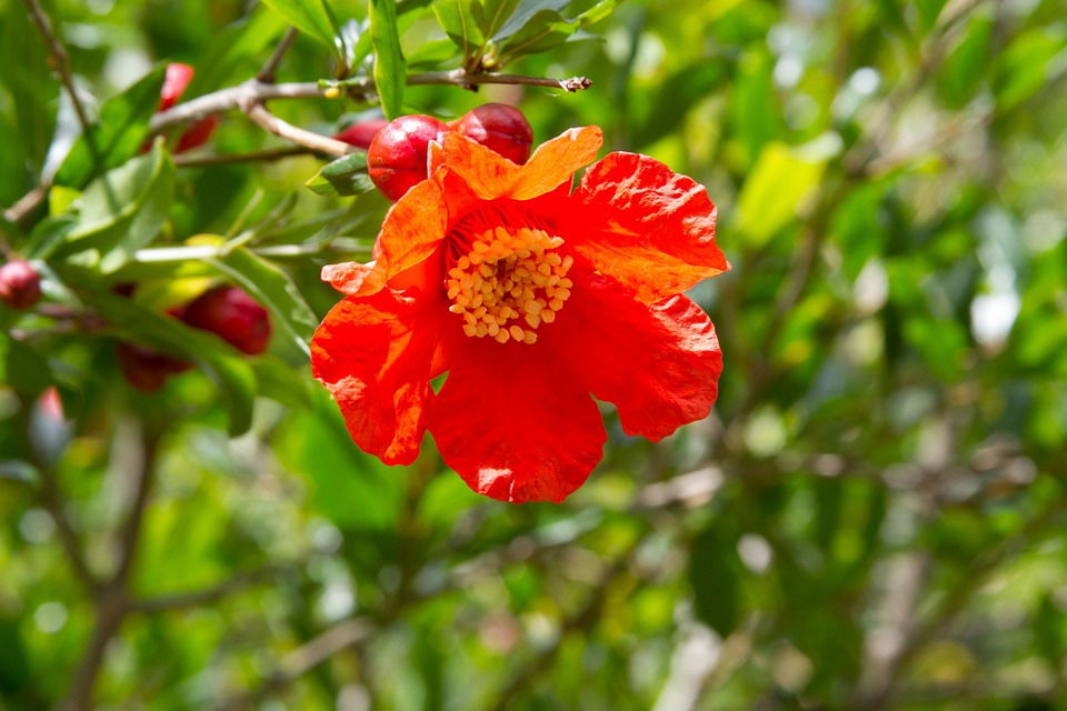 pomegranate flower